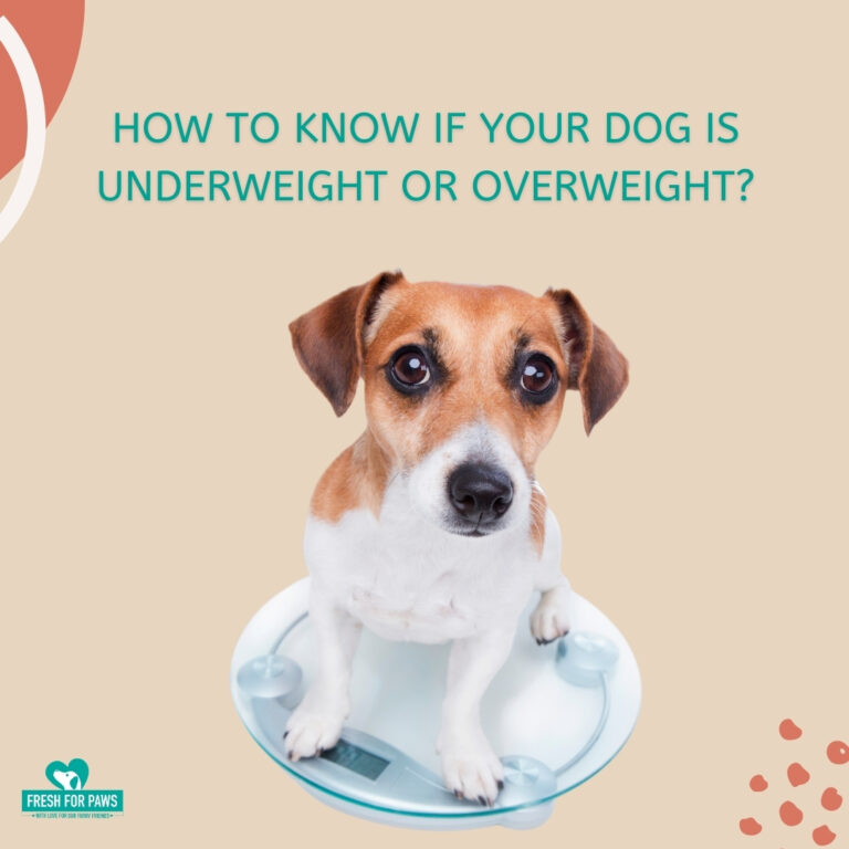 How To Know If Your Dog Is Underweight Or Overweight - Fresh for Paws