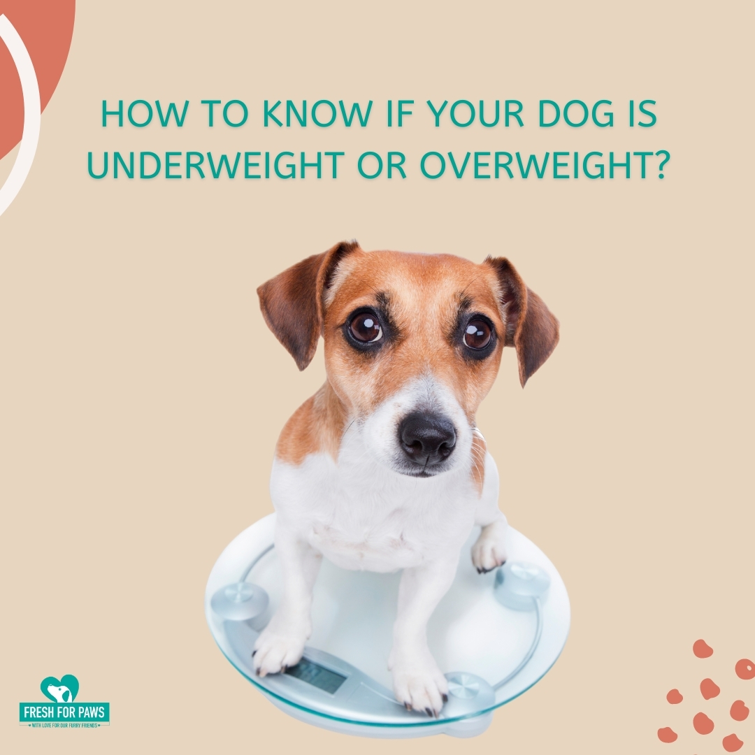 how do you know if your dog is underweight