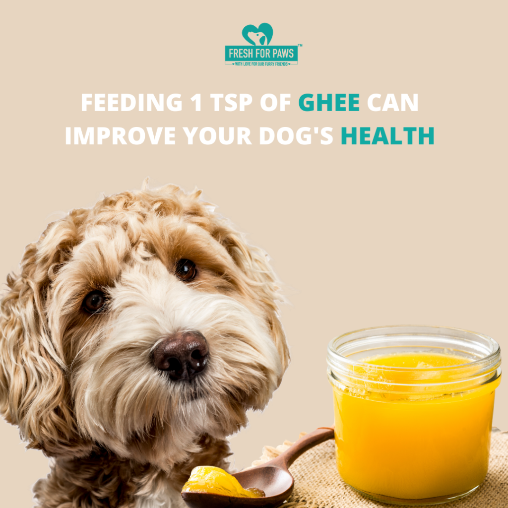 Feeding 1 tsp of ghee can improve your dog's digestion (1)